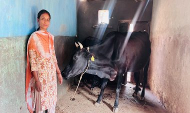 उन्नत नस्ल की गायों ने बदली सरस्वती पैंकरा की जिंदगी, बनीं आत्मनिर्भरता की मिसाल