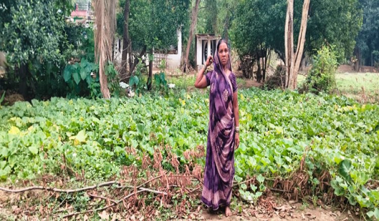 मनरेगा की डबरी बनी समृद्धि का आधार, सब्जी उत्पादन से बढ़ी अम्बिका कंवर की आय