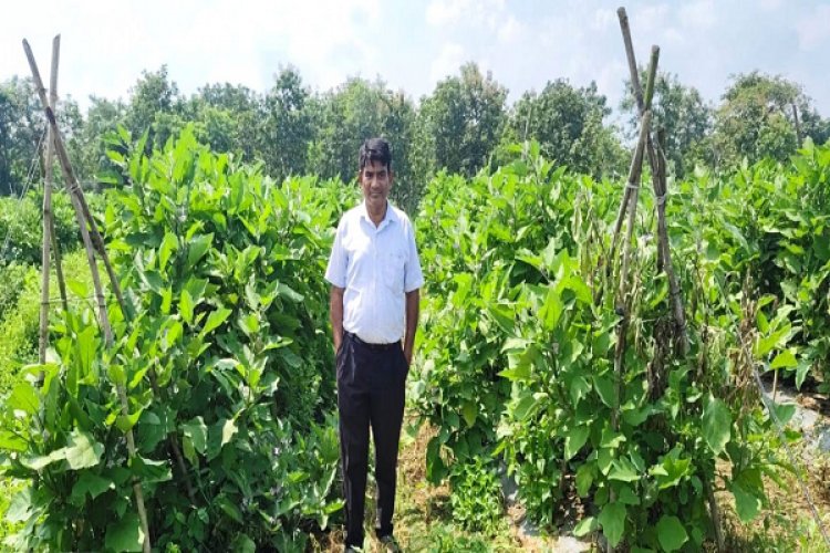 ग्राफ्टेड बैंगन की खेती से बदली किसान की तकदीर